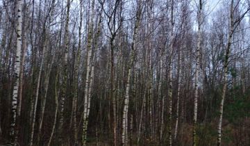 Działka rolna Mściszewice Bębny