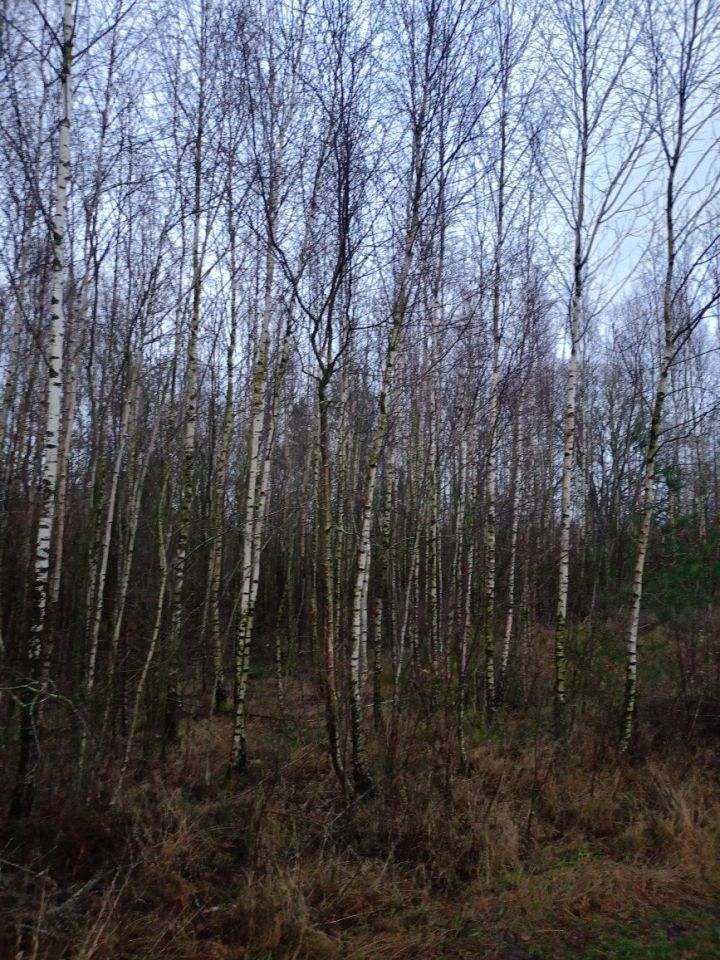 Działka rolna Mściszewice Bębny. Zdjęcie 2