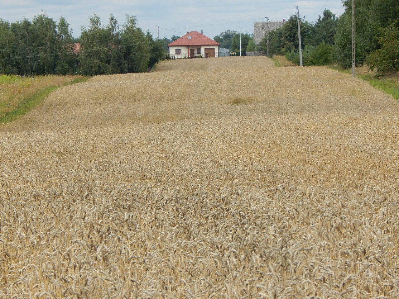 Działka rolno-budowlana Brzóza Parcela, ul. Parcela. Zdjęcie 2