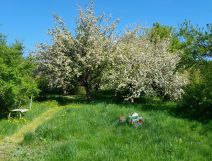 Działka rod Wałbrzych Podzamcze, ROD. Zdjęcie 4