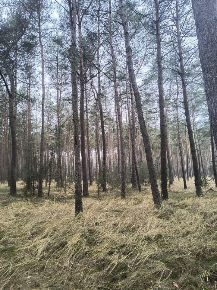 Działka leśna Rosko. Zdjęcie 4