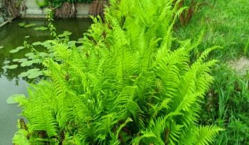 Działka budowlana Bolesław, ul. Wyzwolenia