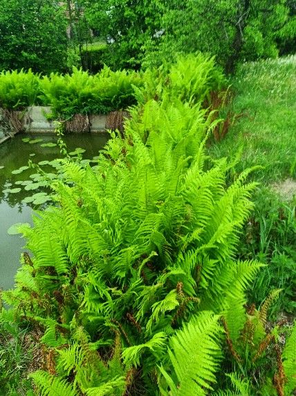 Działka budowlana Bolesław, ul. Wyzwolenia. Zdjęcie 2