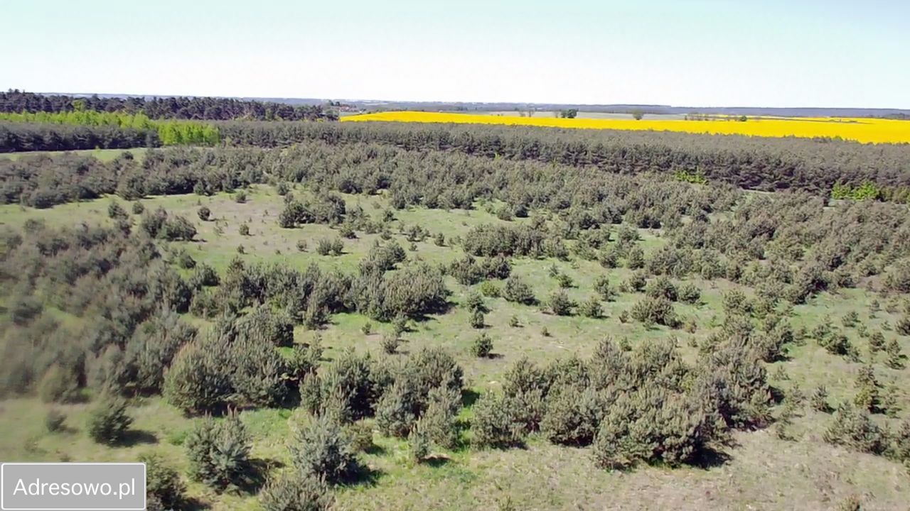 Działka rolno-budowlana Laski Lubuskie. Zdjęcie 4