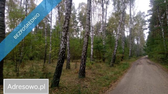Działka leśna Borkowo Kościelne. Zdjęcie 1