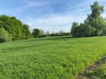 Działka siedliskowa Rucewo. Zdjęcie 3