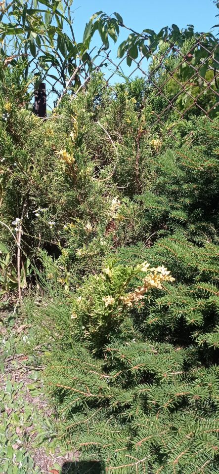 Działka rod Łódź Widzew, ul. Lodowa. Zdjęcie 43