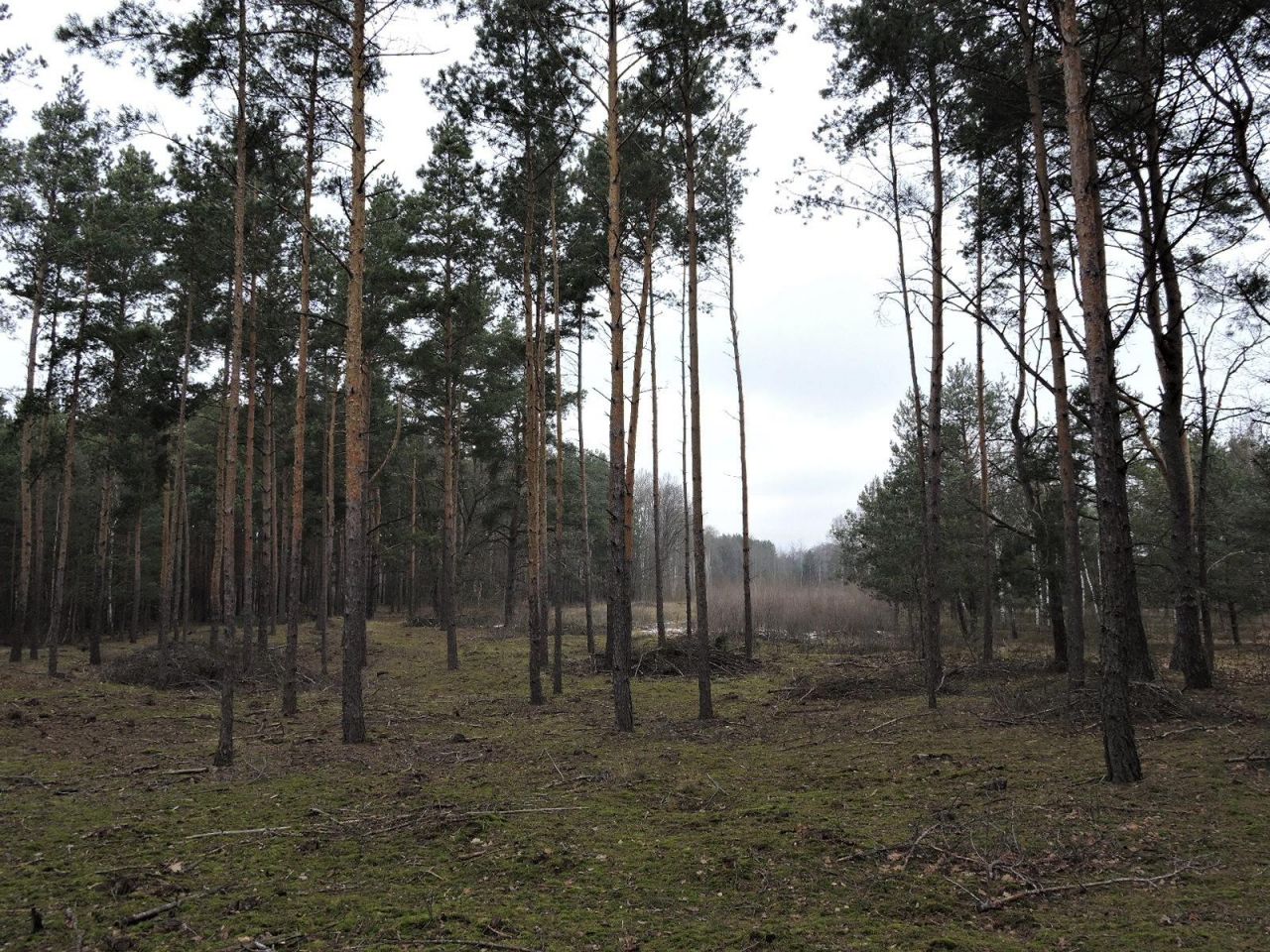 Działka rolna Budziska, ul. Ptasia. Zdjęcie 13