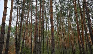 Działka leśna Rudnik nad Sanem