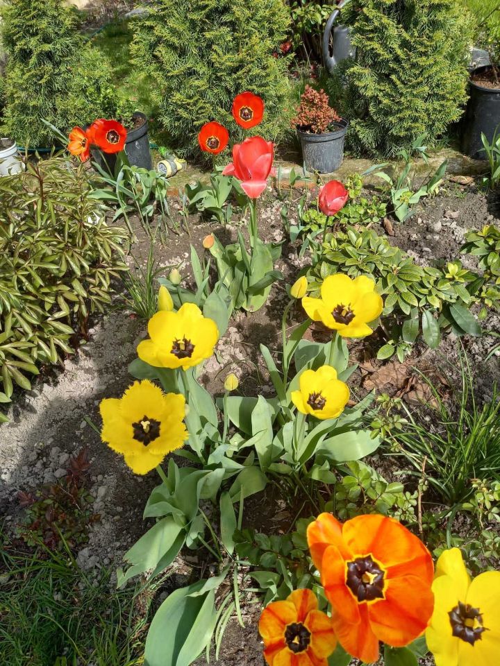 Działka rod Kalisz, ul. Gościnna. Zdjęcie 6