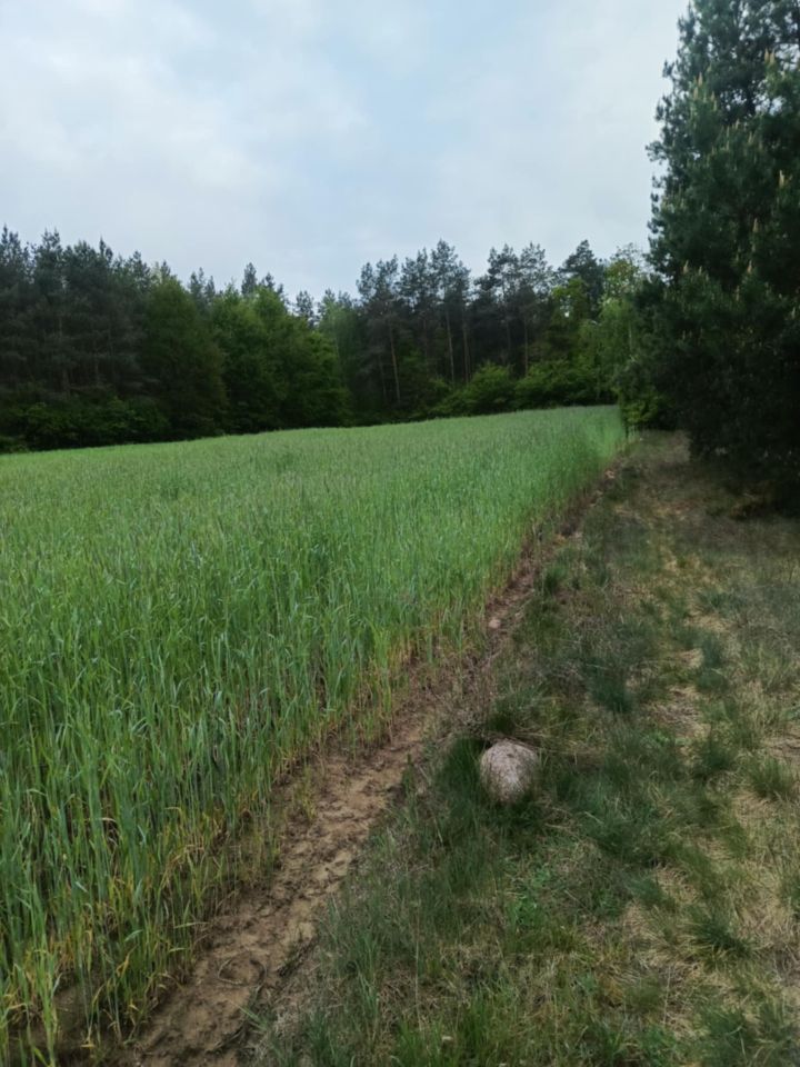 Działka budowlana Nowy Podoś. Zdjęcie 3