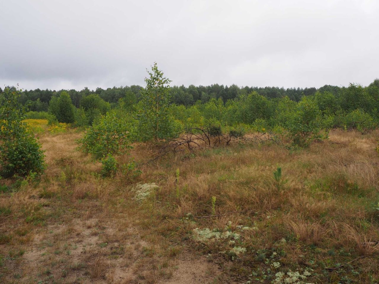Działka rolno-budowlana Kąty-Miąski Flakowizna. Zdjęcie 3