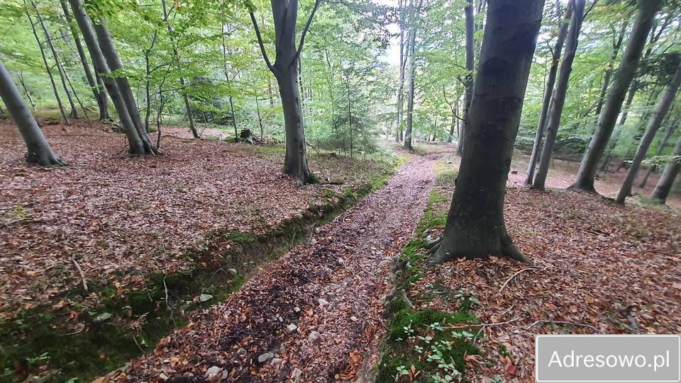 Działka leśna Tokarnia. Zdjęcie 10