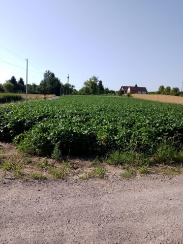 Działka budowlana Siennów. Zdjęcie 1