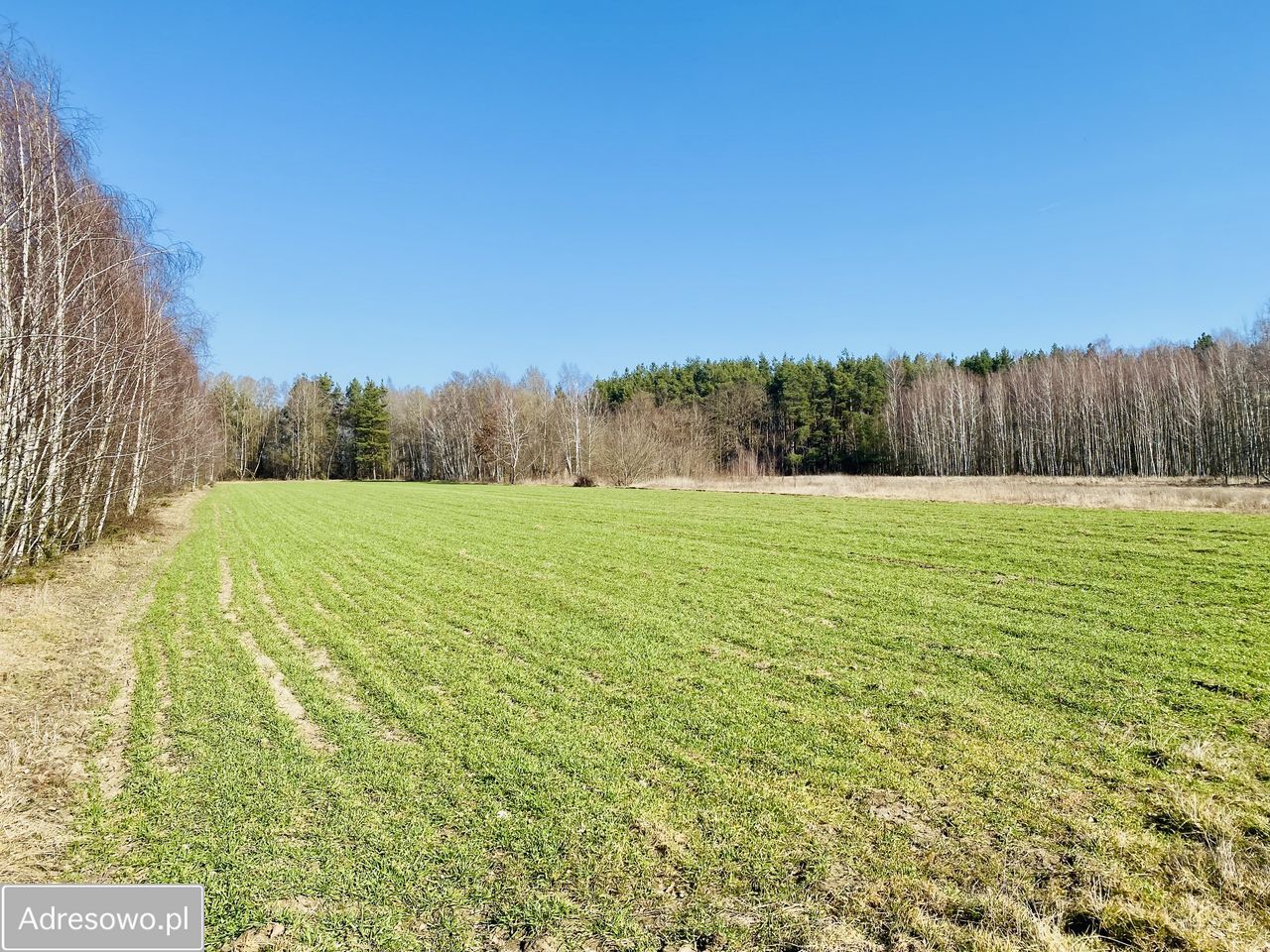 Działka rolna Zbuczyn. Zdjęcie 3