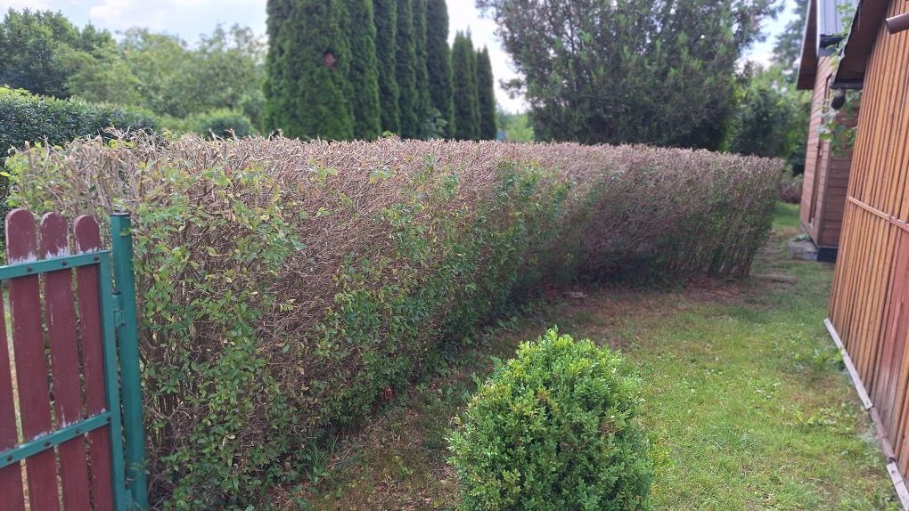 Działka rod Rzeszów, al. Armii Krajowej. Zdjęcie 5
