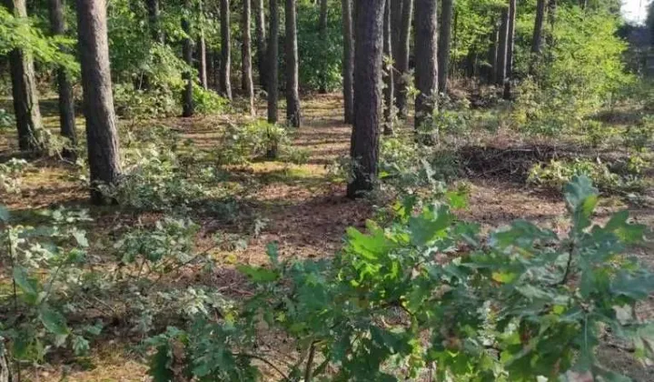 Działka budowlana Ciężków, ul. Calineczki