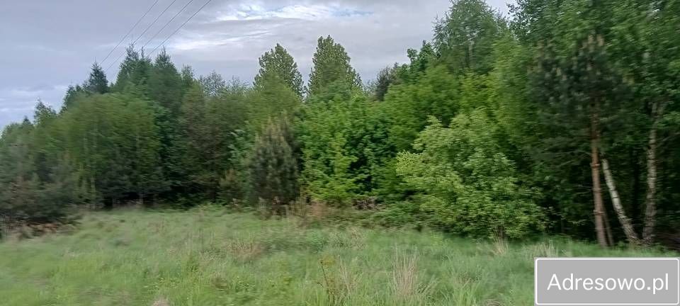 Działka leśna Błażkowa. Zdjęcie 9