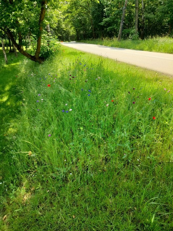 Działka budowlana Pyskowice Dzierżno, ul. Wiejska. Zdjęcie 2
