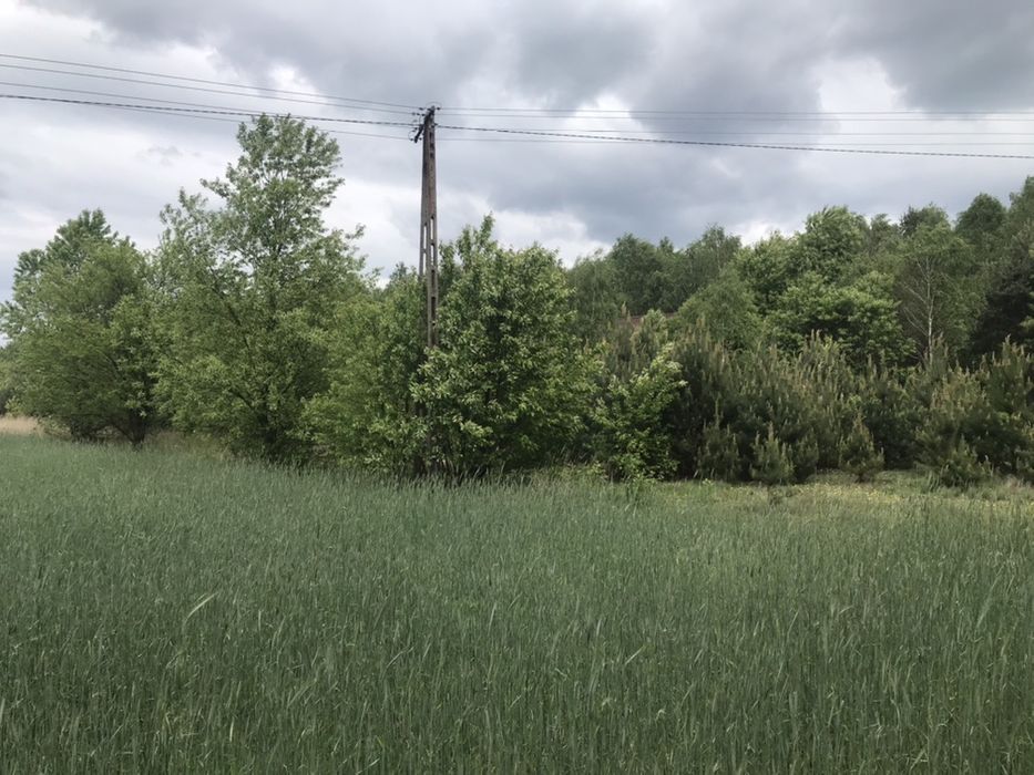 Działka rolna Cisza. Zdjęcie 5