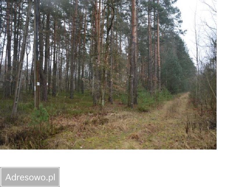 Działka leśna Bartniki, ul. Spokojna. Zdjęcie 3