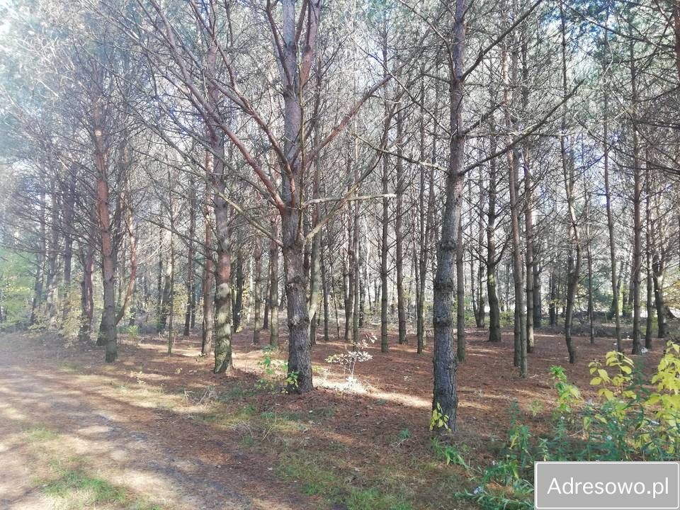 Działka rekreacyjna Basinów, ul. Stołeczna. Zdjęcie 3