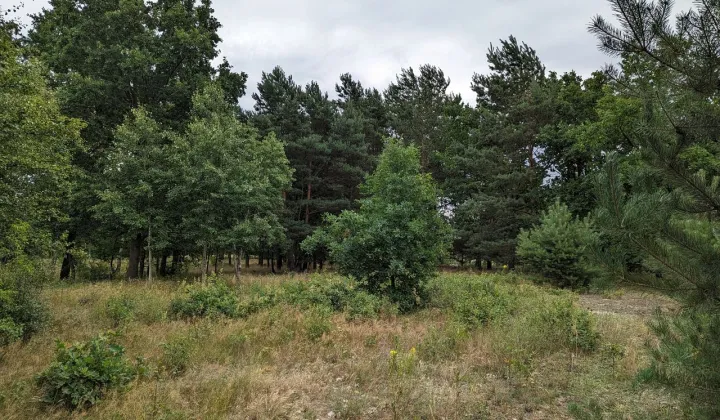 Działka rolno-budowlana Andrzejów