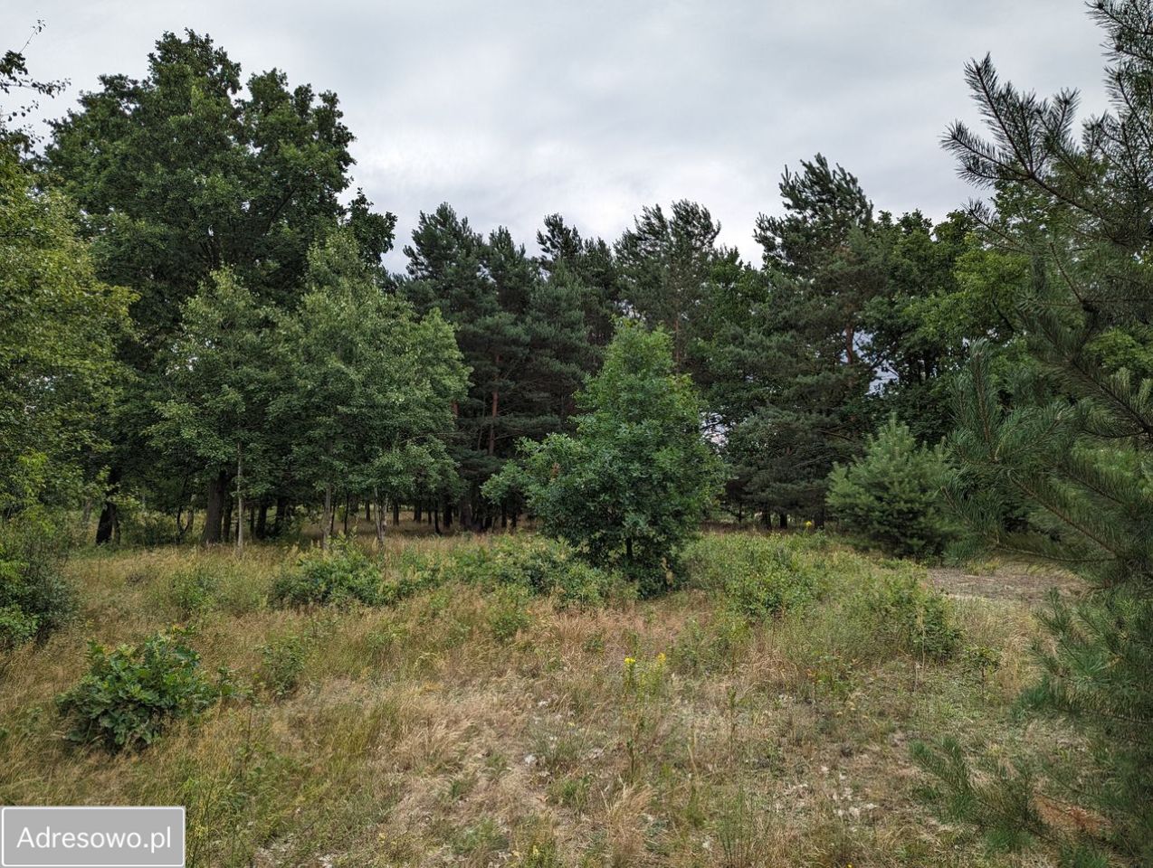 Działka rolno-budowlana Andrzejów. Zdjęcie 1