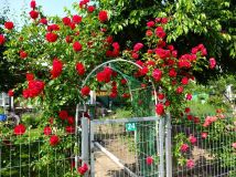 Działka rod Gniezno Konikowo. Zdjęcie 2