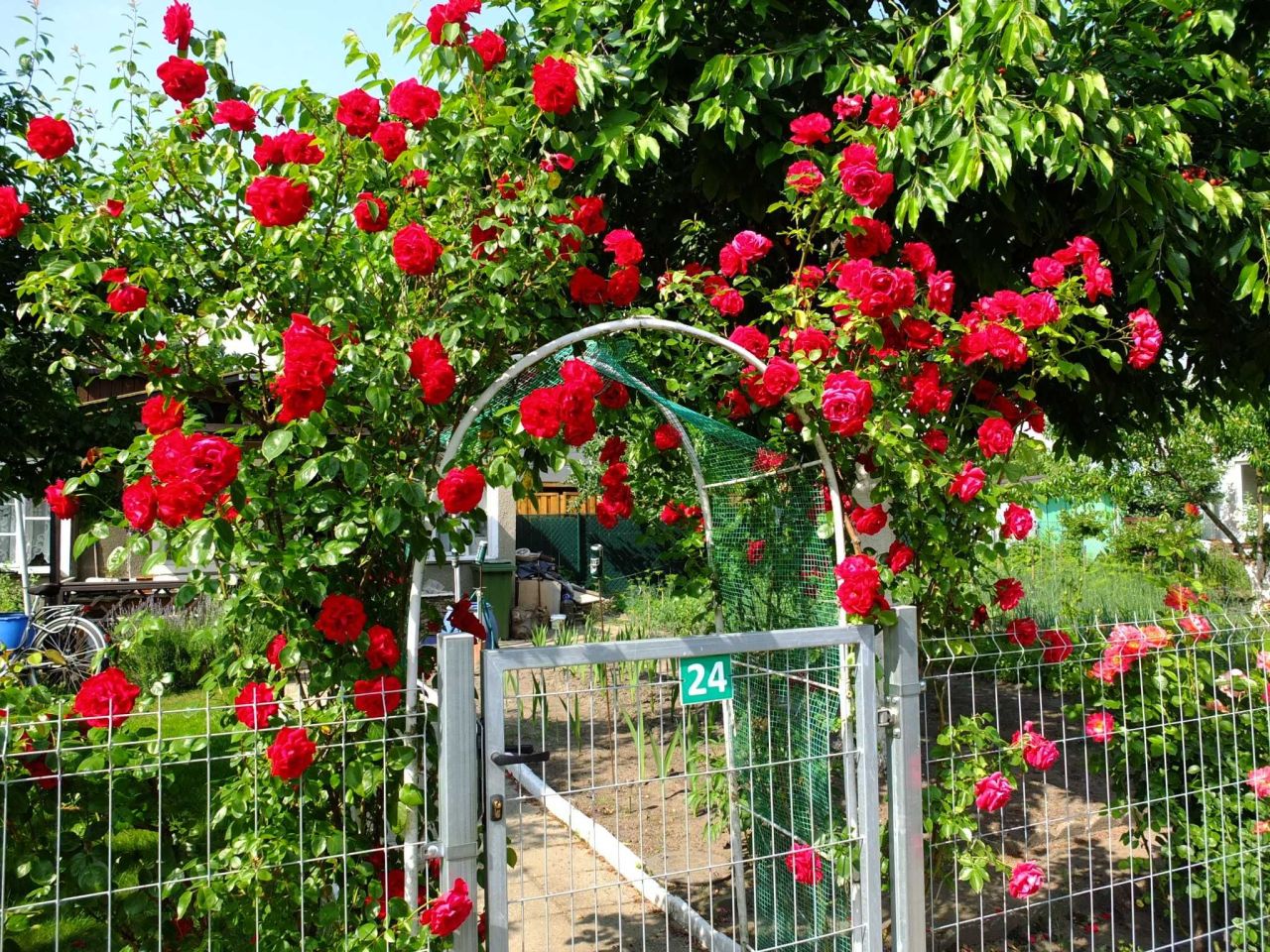 Działka rod Gniezno Konikowo. Zdjęcie 3