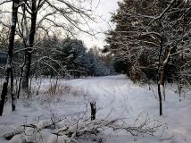 Działka leśna Kobyłka Zalasek. Zdjęcie 2