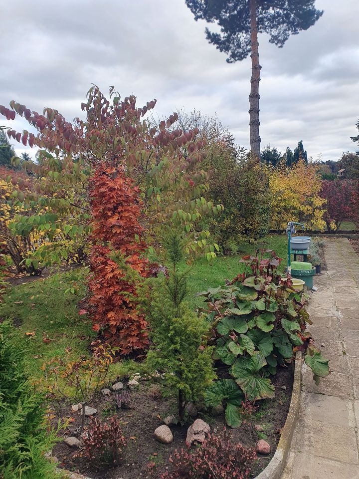 Działka rod Konin Wilków, ul. Świętojańska. Zdjęcie 14