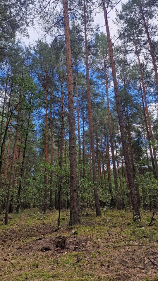 Działka leśna Grodzisk. Zdjęcie 3