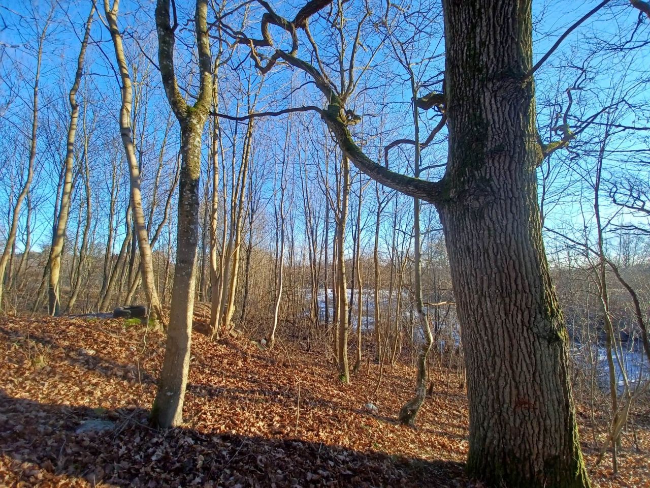 Działka rolna Krągłe. Zdjęcie 8