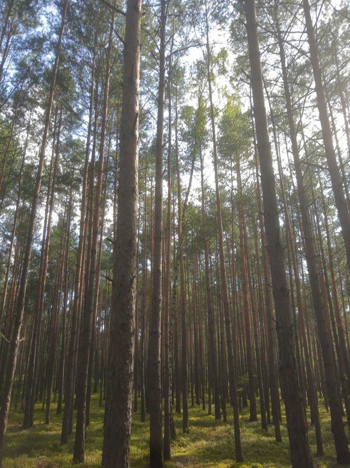 Działka leśna Ciężkowice. Zdjęcie 2