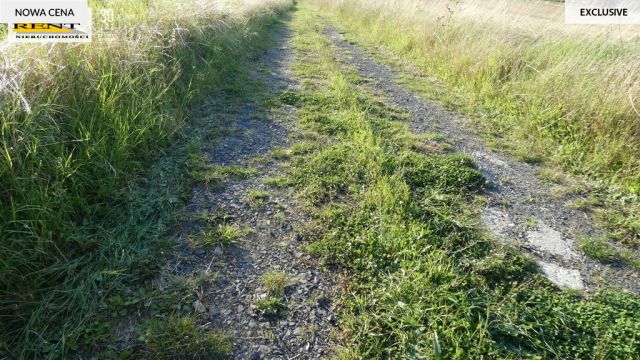 Działka rolna Kamieniec. Zdjęcie 8