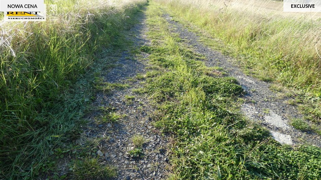 Działka rolna Kamieniec. Zdjęcie 8