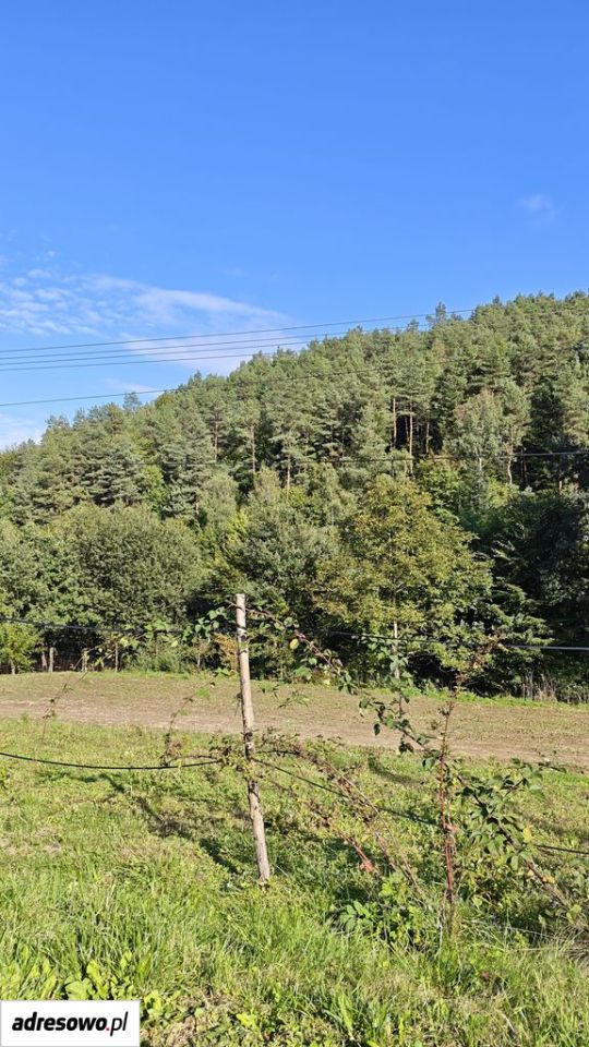 Działka leśna Wronowice. Zdjęcie 3