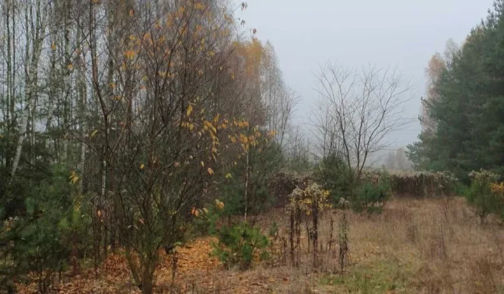 Działka leśna Helenów