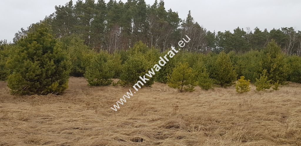 Działka budowlana Budy Iłowskie. Zdjęcie 5