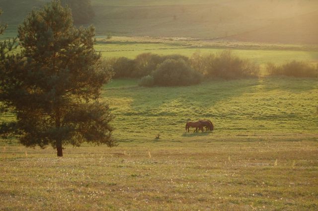 Działka budowlana Rychnowska Wola. Zdjęcie 1