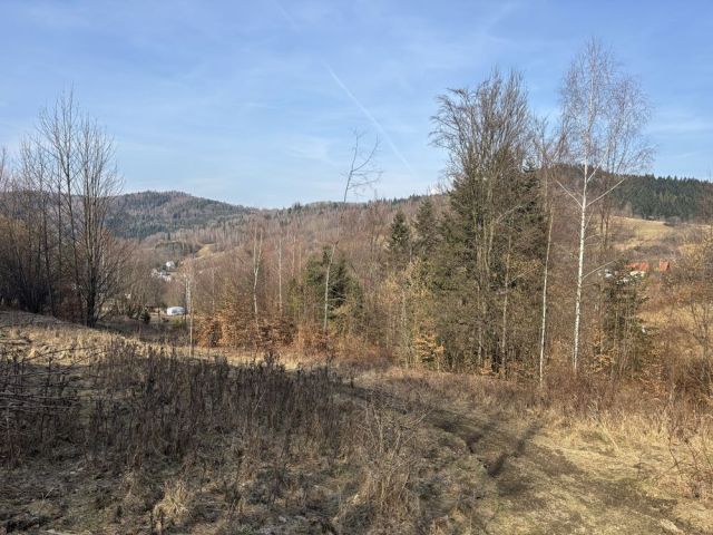 Działka leśna Juszczyna. Zdjęcie 1