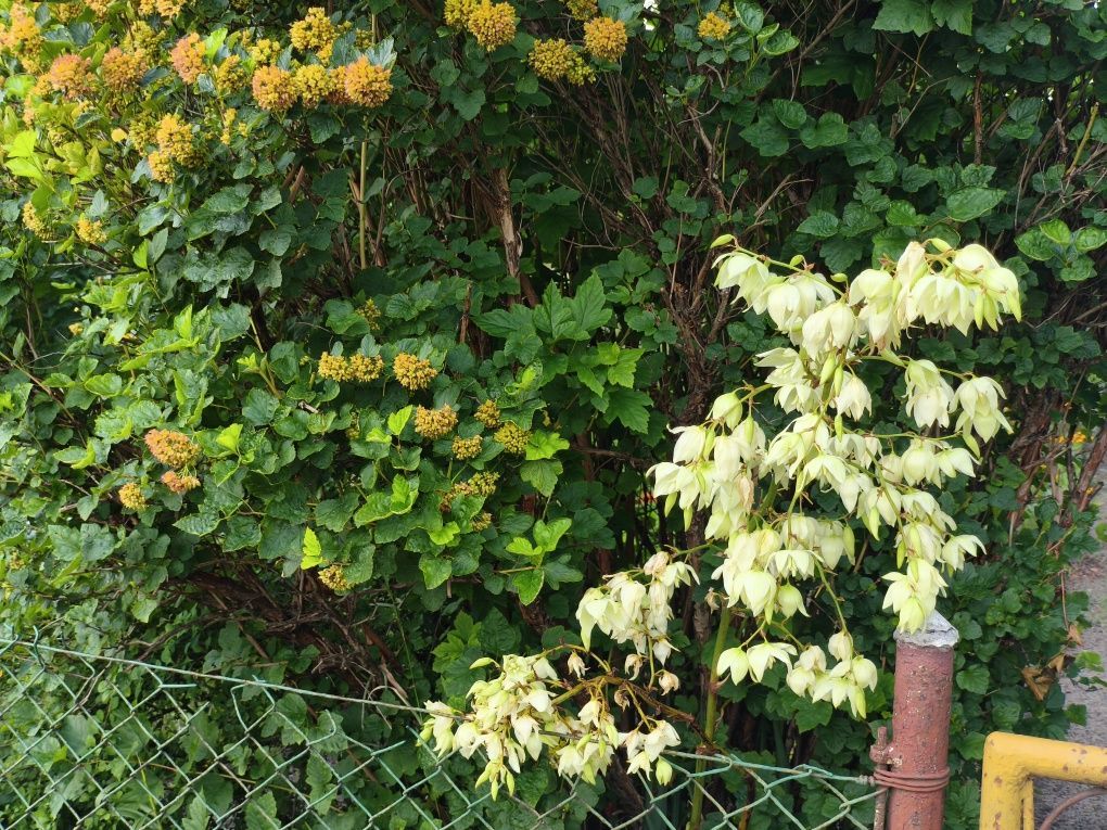 Działka rod Bydgoszcz. Zdjęcie 6