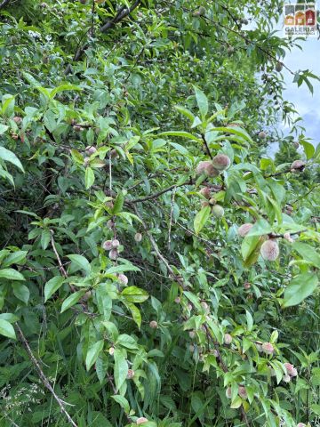 dom wolnostojący, 2 pokoje Nockowa. Zdjęcie 13