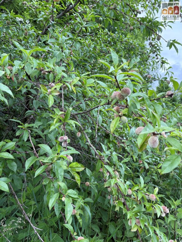 dom wolnostojący, 2 pokoje Nockowa. Zdjęcie 13