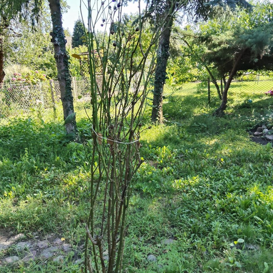 Działka rod Wrocław Szczepin, ul. Długa. Zdjęcie 8