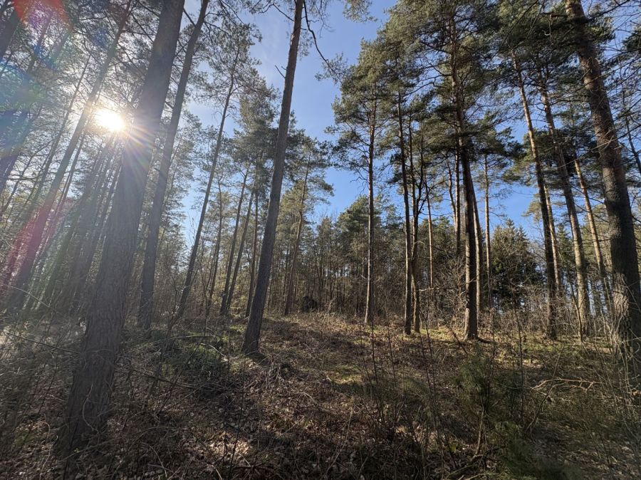 Działka leśna Żukowo. Zdjęcie 5