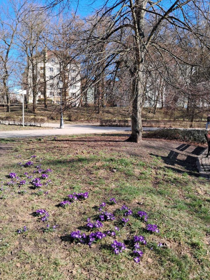 Mieszkanie 3-pokojowe Szczecin Centrum, ul. Juliana Ursyna Niemcewicza. Zdjęcie 5