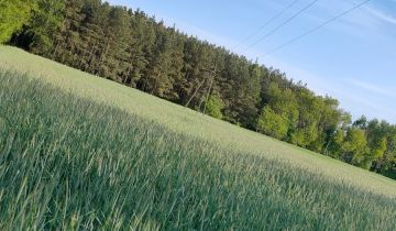 Działka leśna Włocin-Kolonia