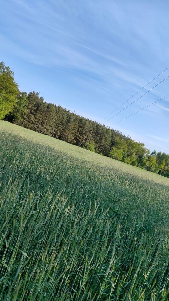 Działka leśna Włocin-Kolonia. Zdjęcie 2